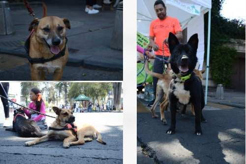 Animales en grave riesgo por calor extremo